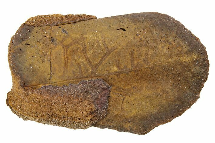 Fossil Leaf Nodule - Hell Creek #253103